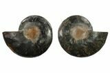 Split Black/Orange Ammonite Pair - Unusual Coloration #132245-1
